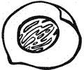 Peach 1