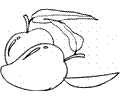 Pear 11