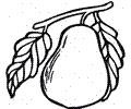 Pear 14