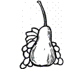 Pear 17