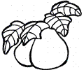 Pear 18