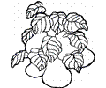 Pear 22