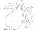 Pear 4