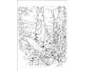 Peter Rabbit17
