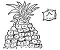Pineapple 2