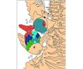 Rainbow Fish001