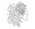 Sea Anemone