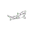Shark