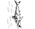 Tigershark2