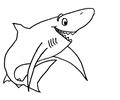Sharks33
