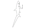 Sharks
