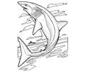 Sharks