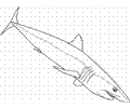 Shortfin Mako Shark