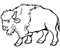 Spanish Buffalo