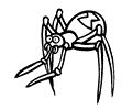 Black Widow Spider