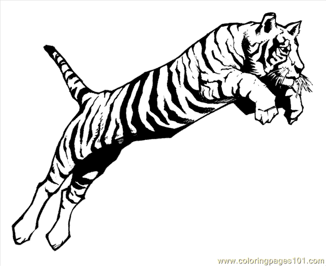 Coloring Pages Lion Tiger Coloring Page 04 (Animals > Tiger) - free