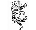 23 Normal Tiger9