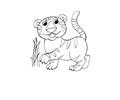 Leopard Coloring Page