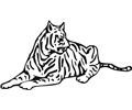 Lionsandtigers (3)
