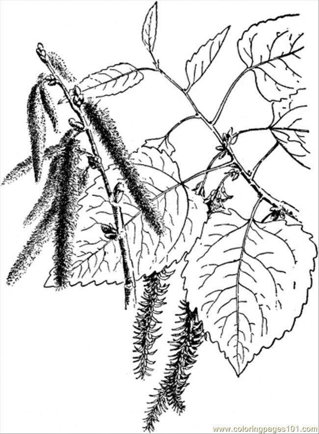 Aspen Tree Coloring Page Sketch Coloring Page