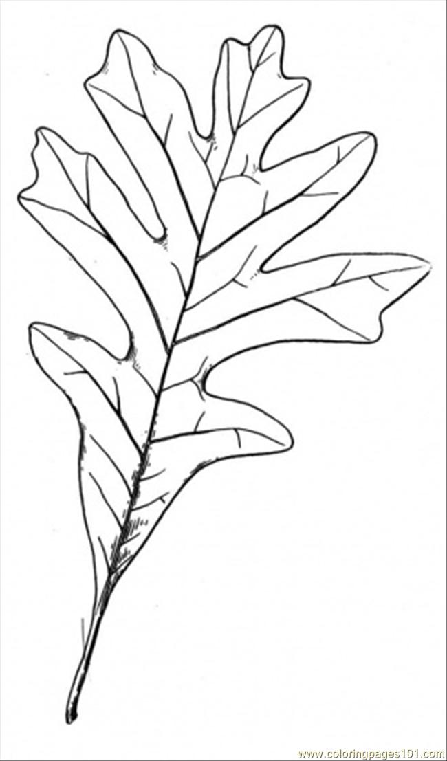 oak tree leaves coloring pages - photo #12