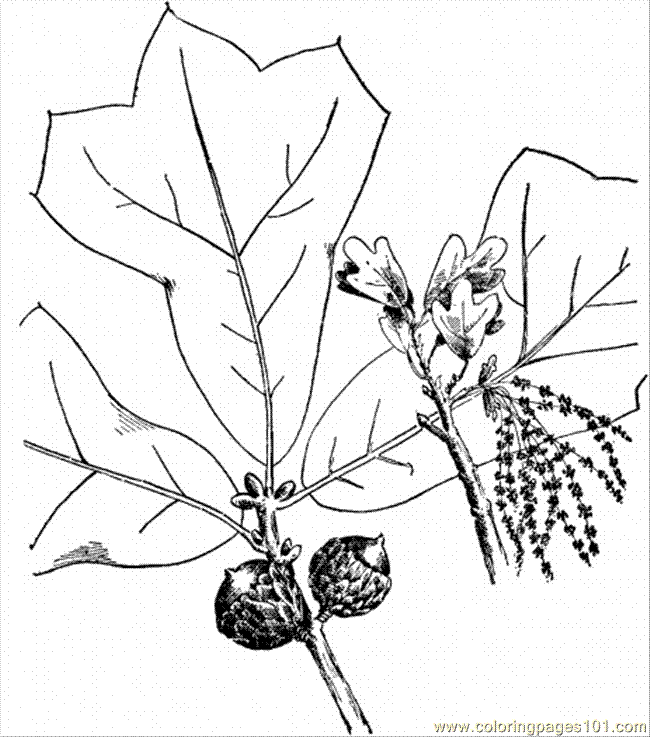 oak tree coloring pages free - photo #28