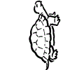Turtle Coloring Pages  04