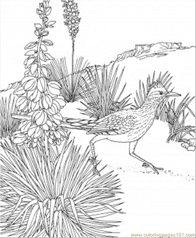 state birds coloring pages - photo #32