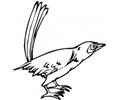 California Bird