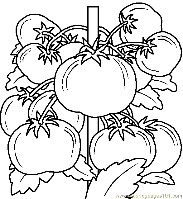 Coloring Pages Vegetable Coloring Page 06 (Food & Fruits > Vegetables