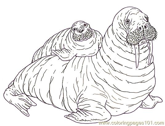 walrus coloring pages - photo #35