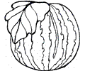 Watermelon 6