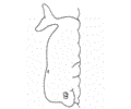 Whale Fish 09