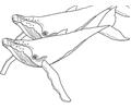Humpbackwhale