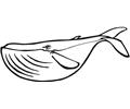 Whale (12)