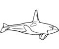 Whale (14)