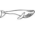 Whale (16)