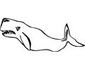 Whale (2)