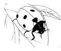 Ladybug leaf