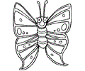 Insect