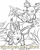 Animals Pokemon