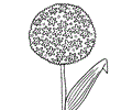 Allium