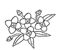 Alyssum