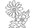 Anemone