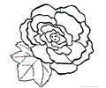 Begonia