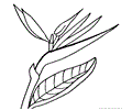 Bird of Paradise