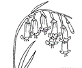 Bluebell