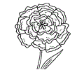 Carnation