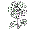 Chrysanthemum