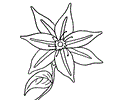 Clematis